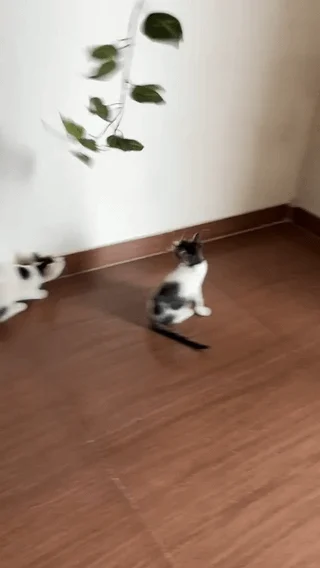 Two kittens playing on a wood floor near a hanging plant in Kharadi, Pune.