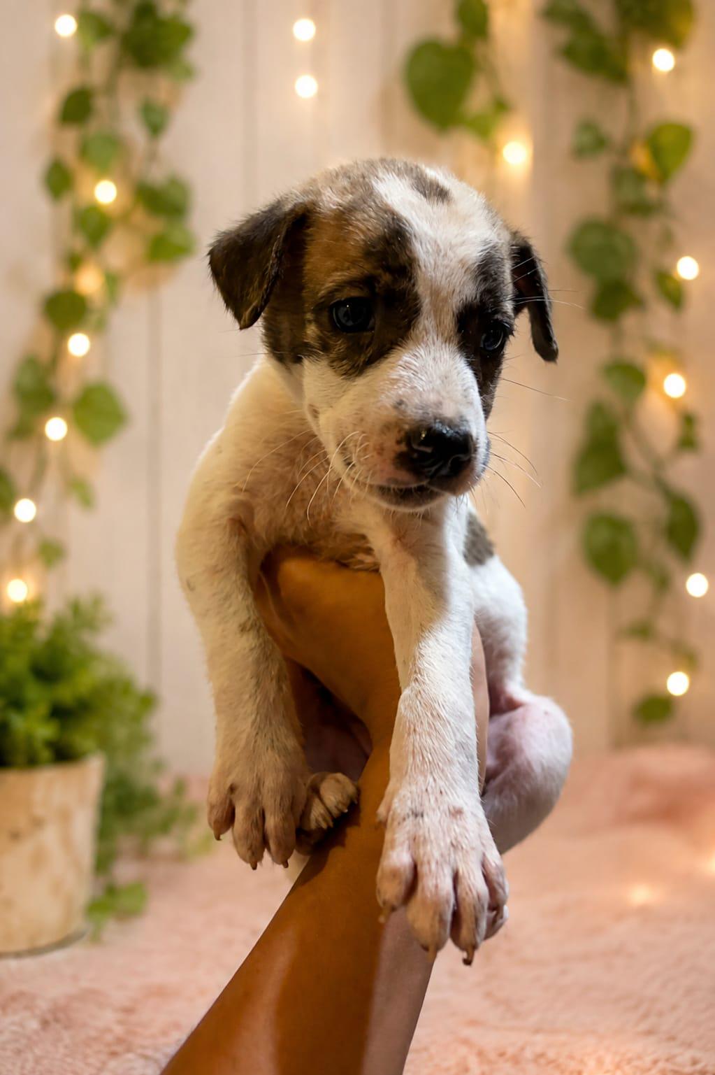 Imli, a 40-Day-Old Indie Pup, Needs a Home — Delhi NCR