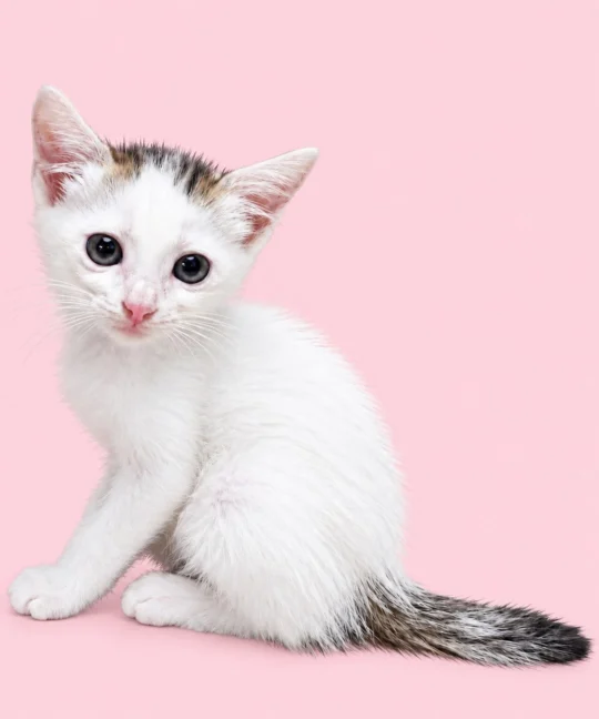 A Two-Month-Old Female Kitten Near Dandekar Bridge Needs a Home, adoptable cat in Pune