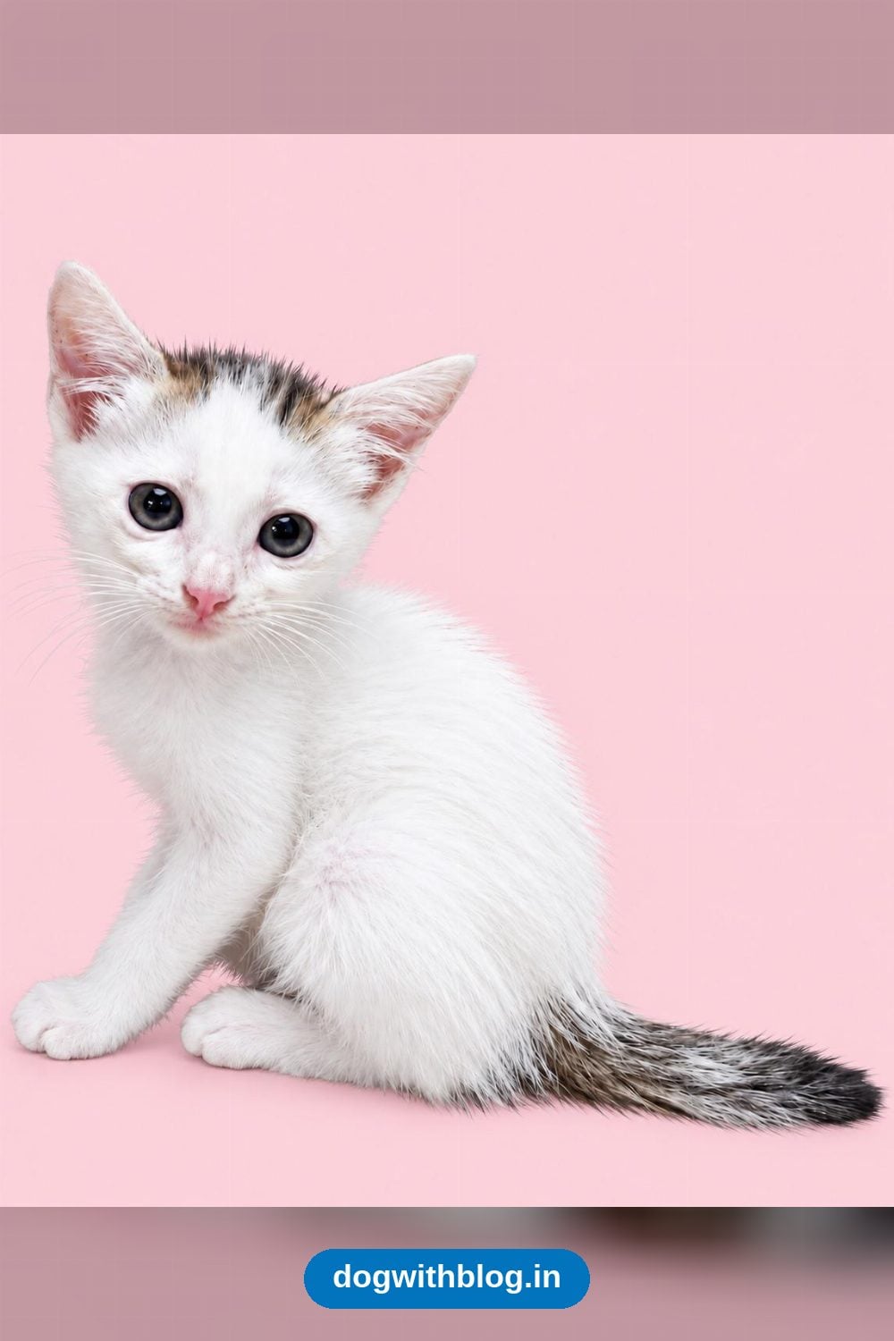 A Two-Month-Old Female Kitten Near Dandekar Bridge Needs a Home — Pune