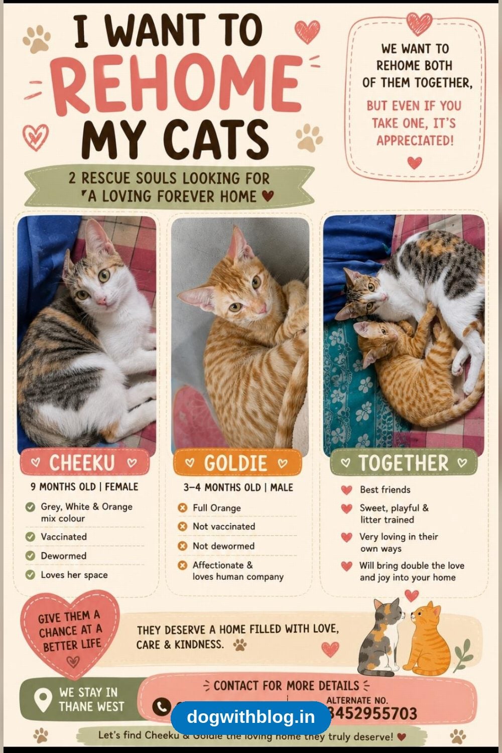 Cheeku and Goldie, Two Best-Friend Cats Looking for a Home Together — Mumbai
