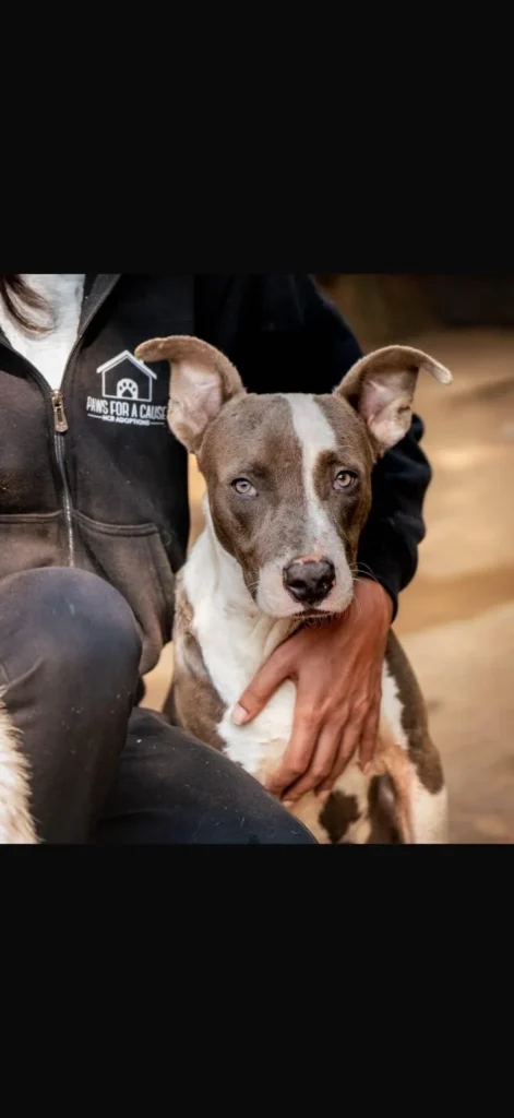 Grey, a grey-and-white pitbull-type dog, held gently by a volunteer wearing an adoption-drive hoodie
