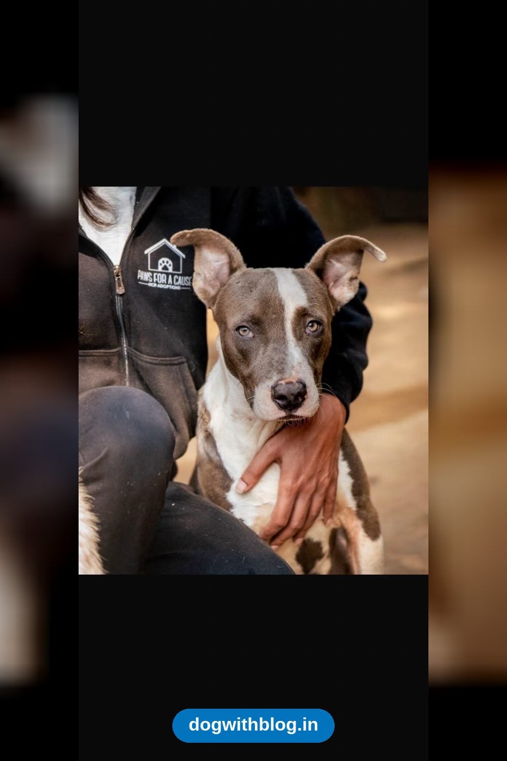 Grey, a Friendly 3.5-Year-Old Pitbull, Needs a Home — Delhi NCR