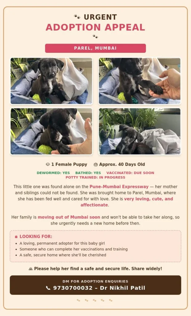 Adoption poster for a 40-day-old black puppy in Parel, Mumbai, with four photos of her being held and playing