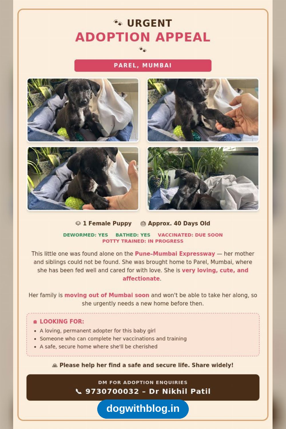 A 40-Day-Old Puppy Found on the Pune-Mumbai Expressway Needs a Home