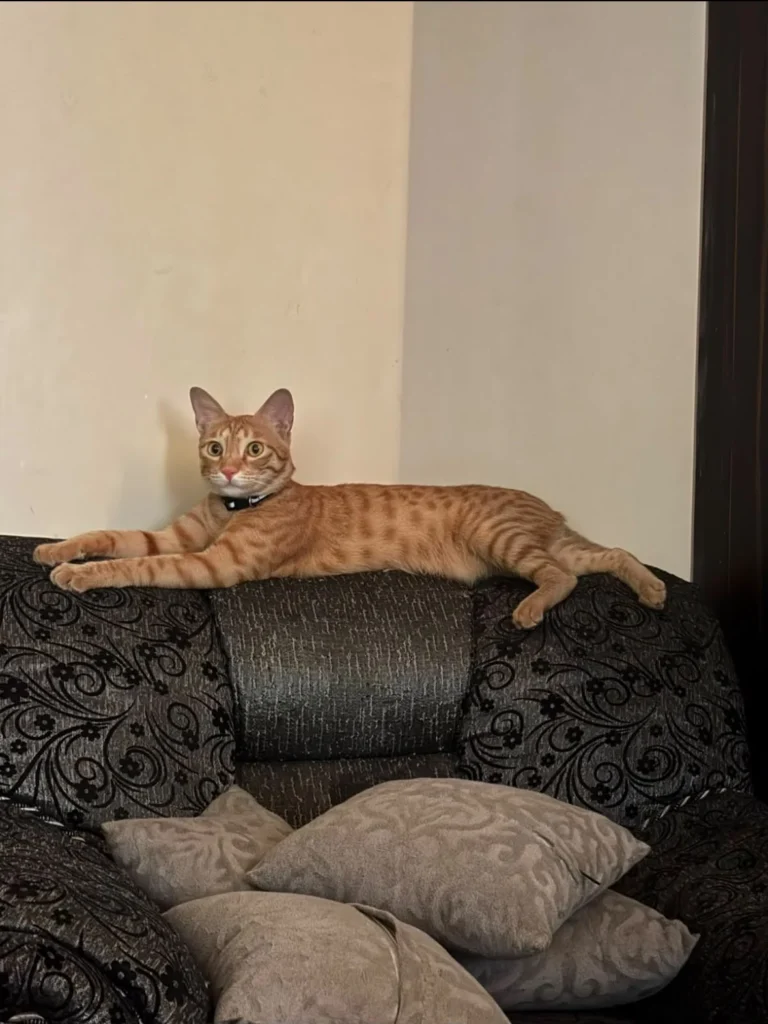 Mango, 1.5-year-old kitten, needs a home in - kitten for adoption in Delhi NCR