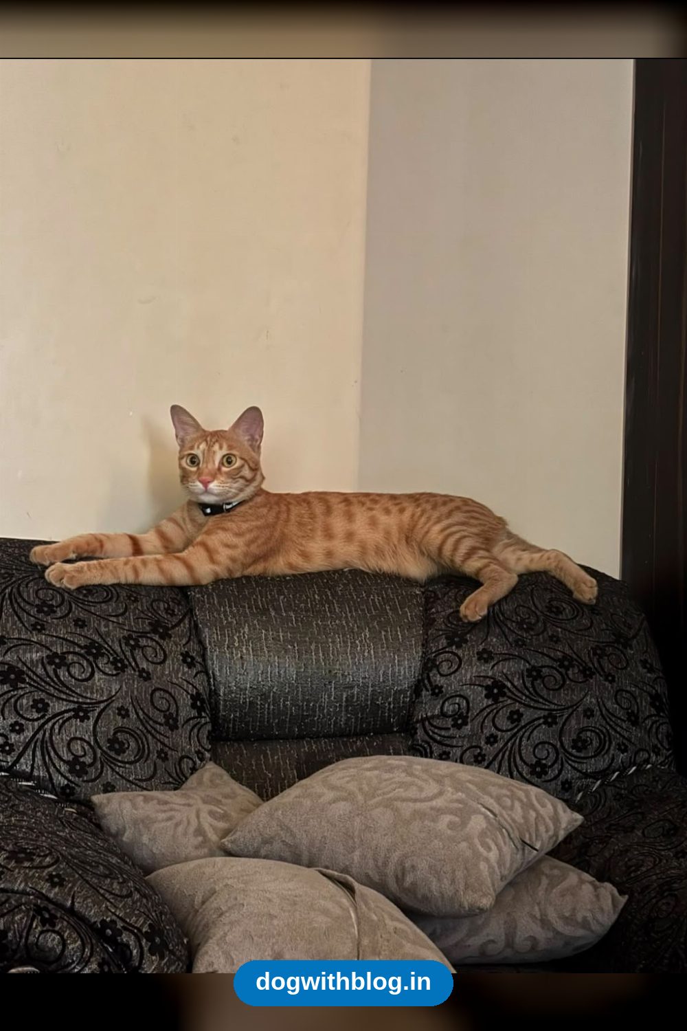 Mango, a 1.5-Year-Old Cat Looking for a Quiet Home — Delhi NCR