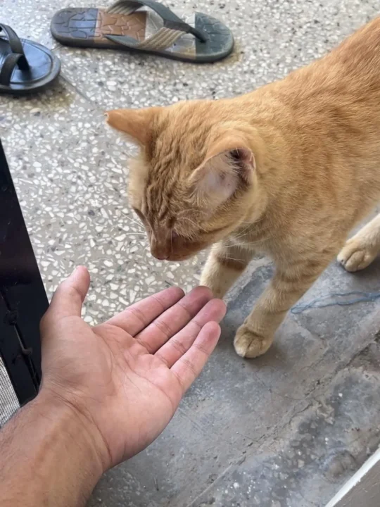 An Orange Community Cat Followed a Boy Home and Needs Adopting