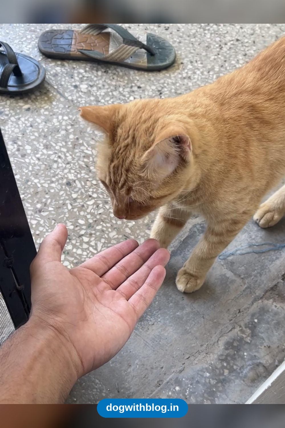 An Orange Community Cat Followed a Boy Home and Needs Adopting — Delhi NCR
