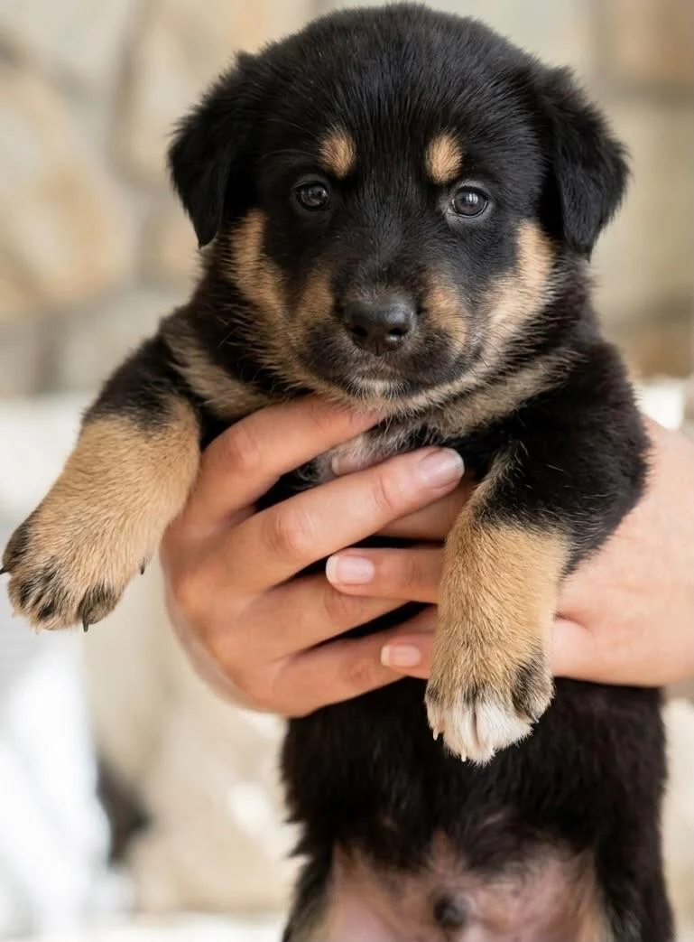 Six Gaddi Pahari Puppies Need Homes Before Winter — Chandigarh