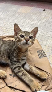 Phoenix, a Kitten Recovering From a Spine Injury, Needs a Patient Home