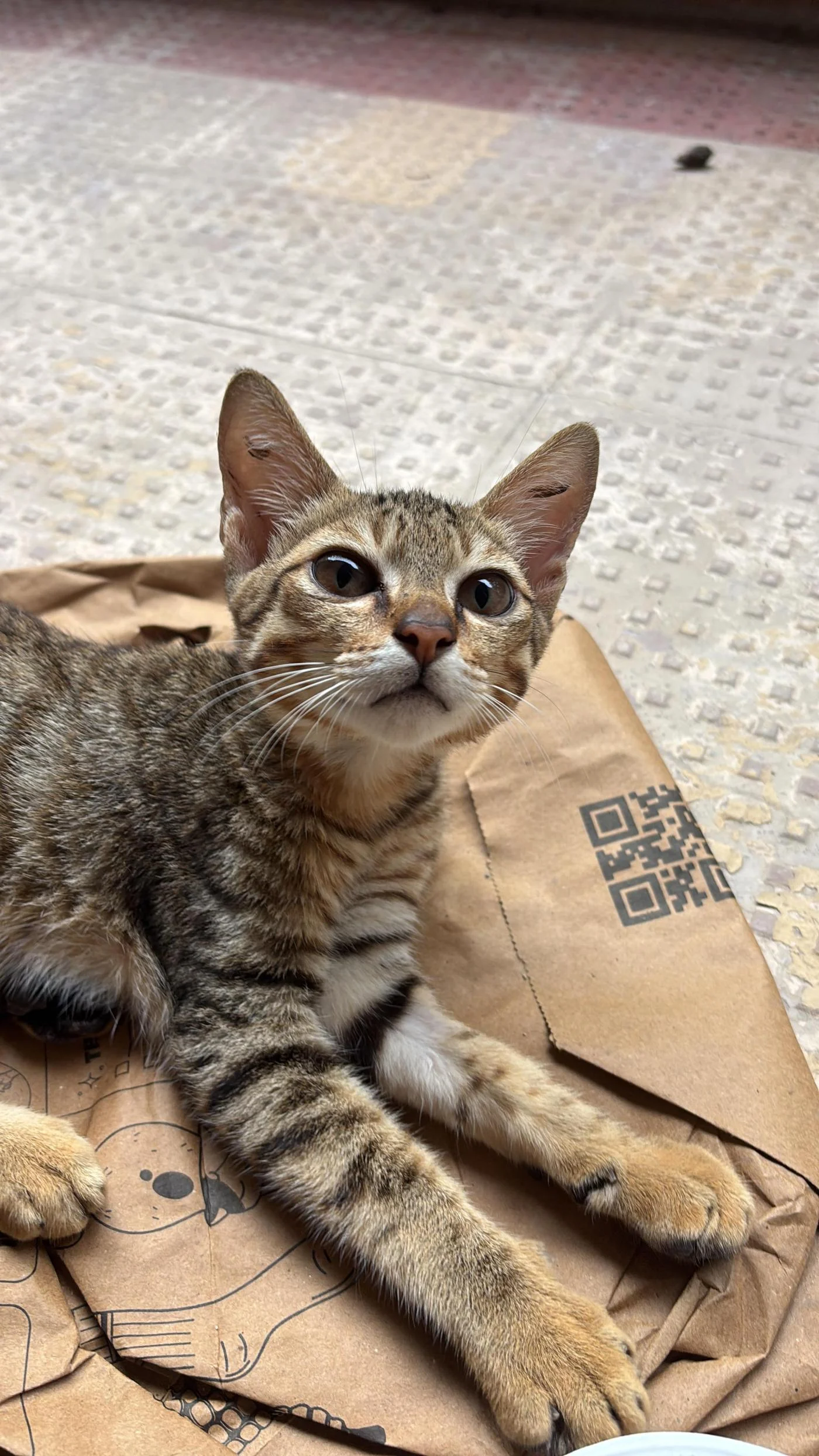 Phoenix, a Kitten Recovering From a Spine Injury, Needs a Patient Home — Hyderabad