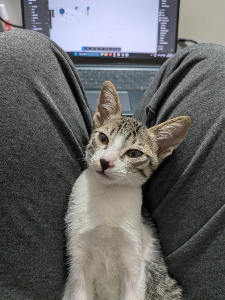 Barfi, a tabby and white kitten, sitting upright between a person’s knees and looking at the camera