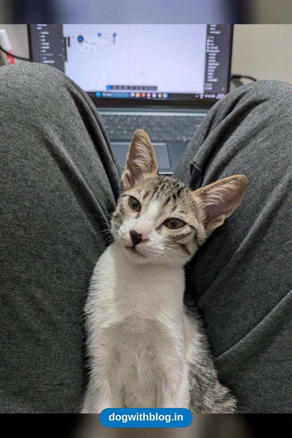 Barfi, a Friendly 6-Month-Old Kitten, Needs a Forever Home — Bengaluru