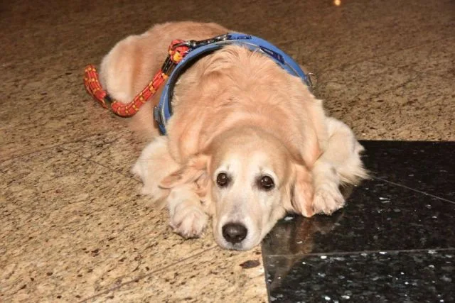 therapy dogs Mumbai Airport