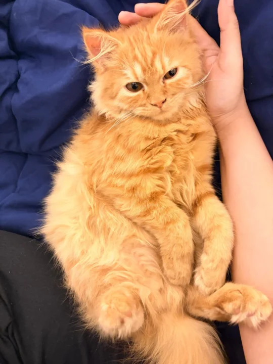 A Three-Month-Old Ginger Persian Kitten Needs a New Home, adoptable cat in Delhi NCR