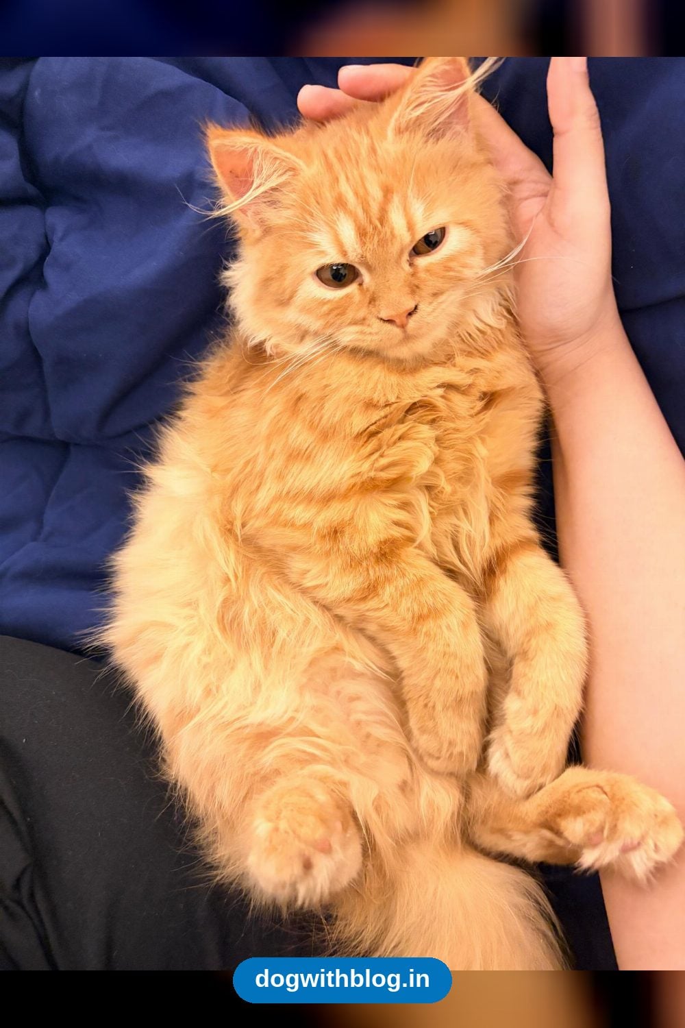 A Three-Month-Old Ginger Persian Kitten Needs a New Home — Delhi NCR