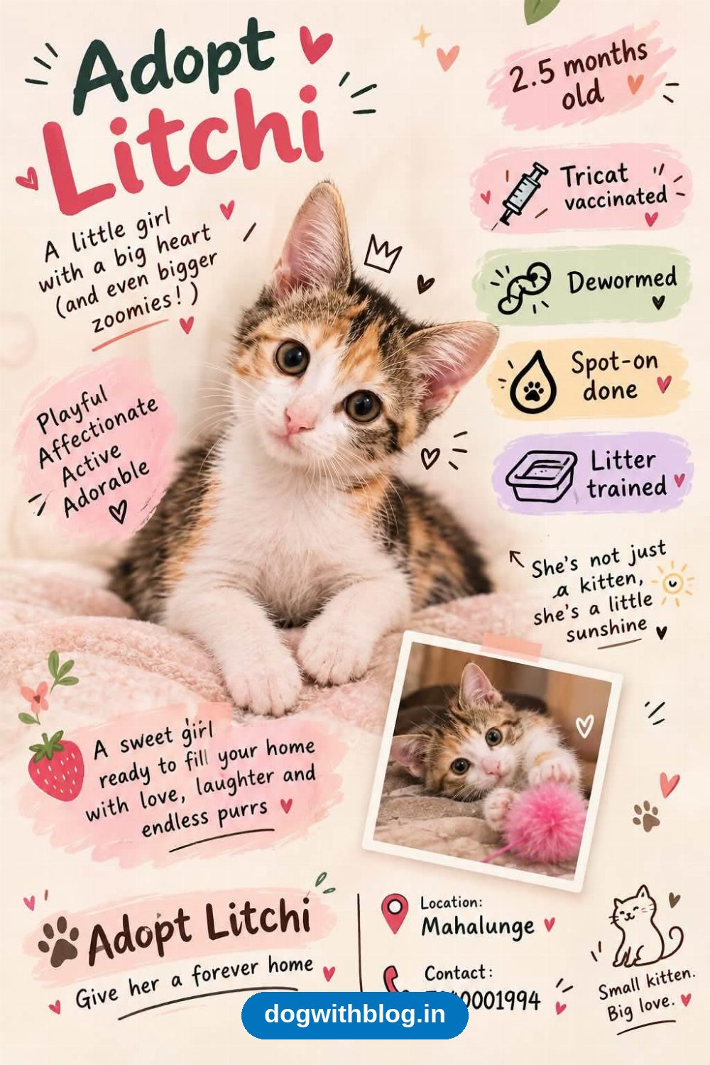 Litchi, a 2.5-Month-Old Kitten Ready for Her Forever Home — Pune