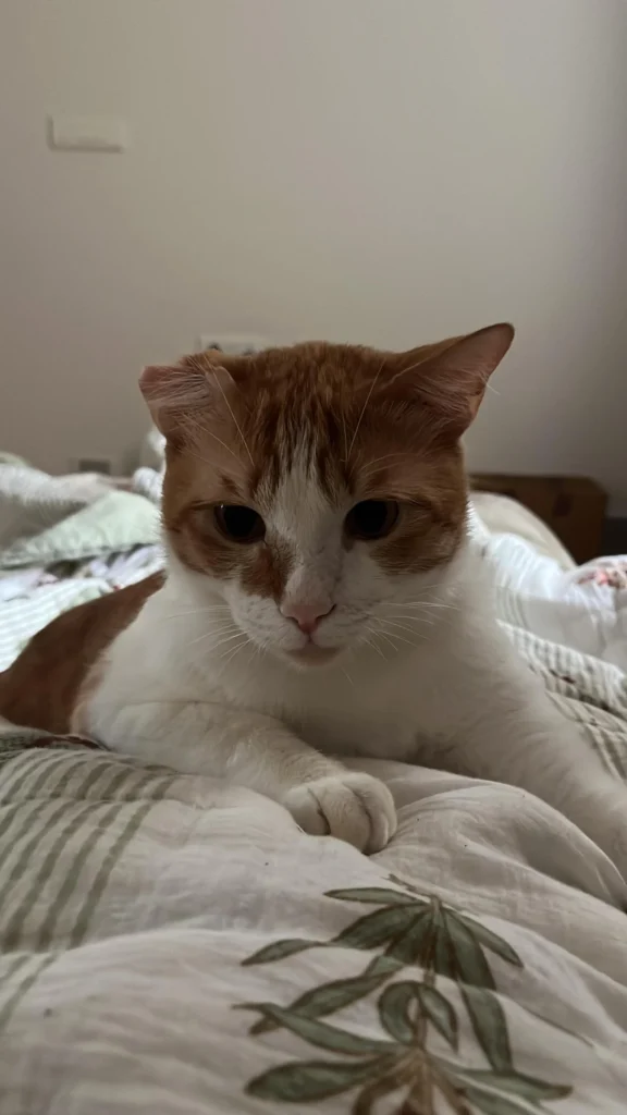 An orange-and-white cat named Timmy Tim lounging on a striped quilt — Bengaluru