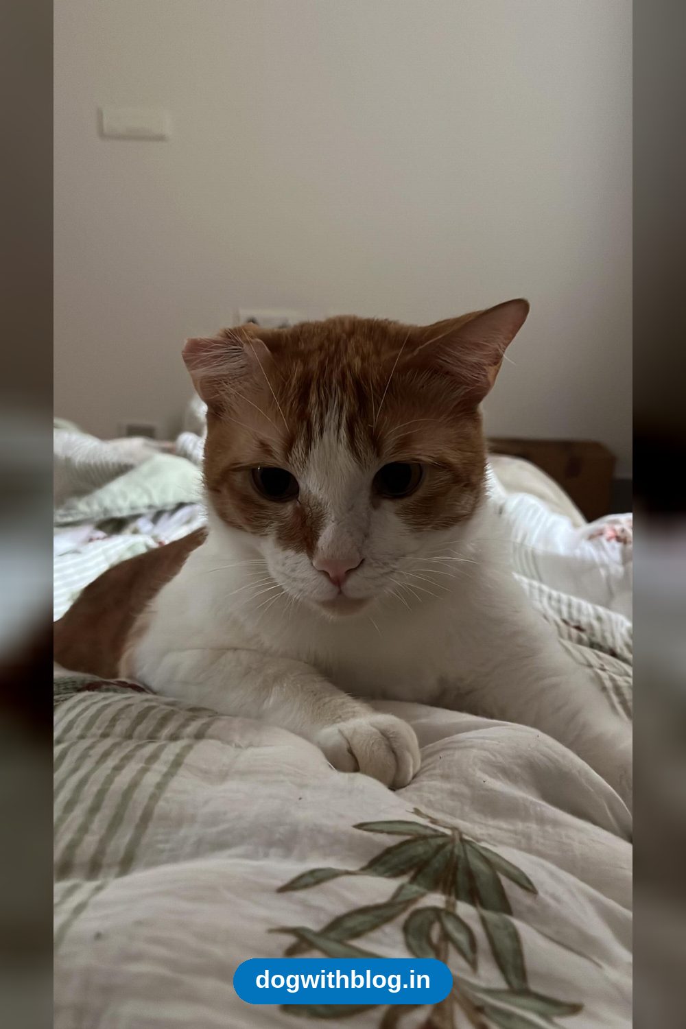 Timmy Tim, a Two-Year-Old Neutered Cat Who Only Wants Cuddles — Bengaluru
