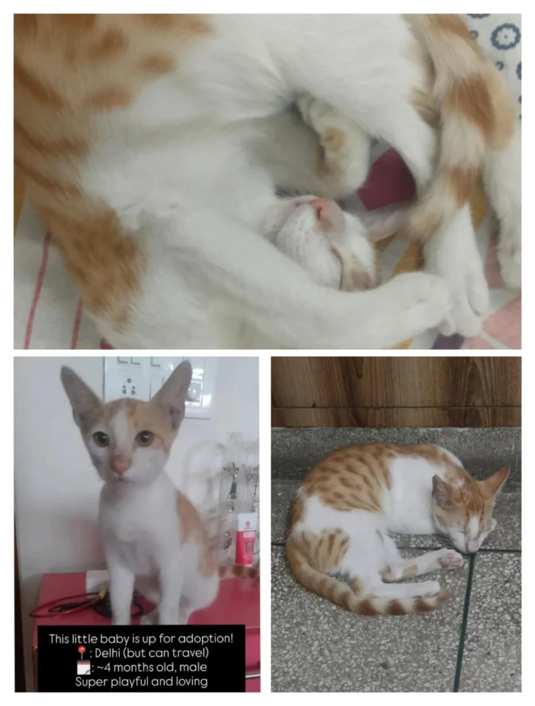 A three-panel poster of an orange-and-white kitten nestled against its mother, plus two close-up photos of the kitten