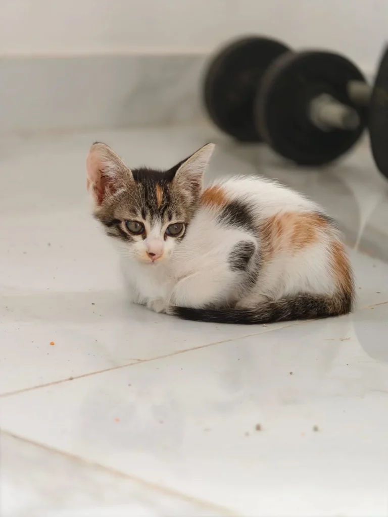 A CSVR-programme kitten, vaccinated and litter-trained, waiting for a home in Bengaluru