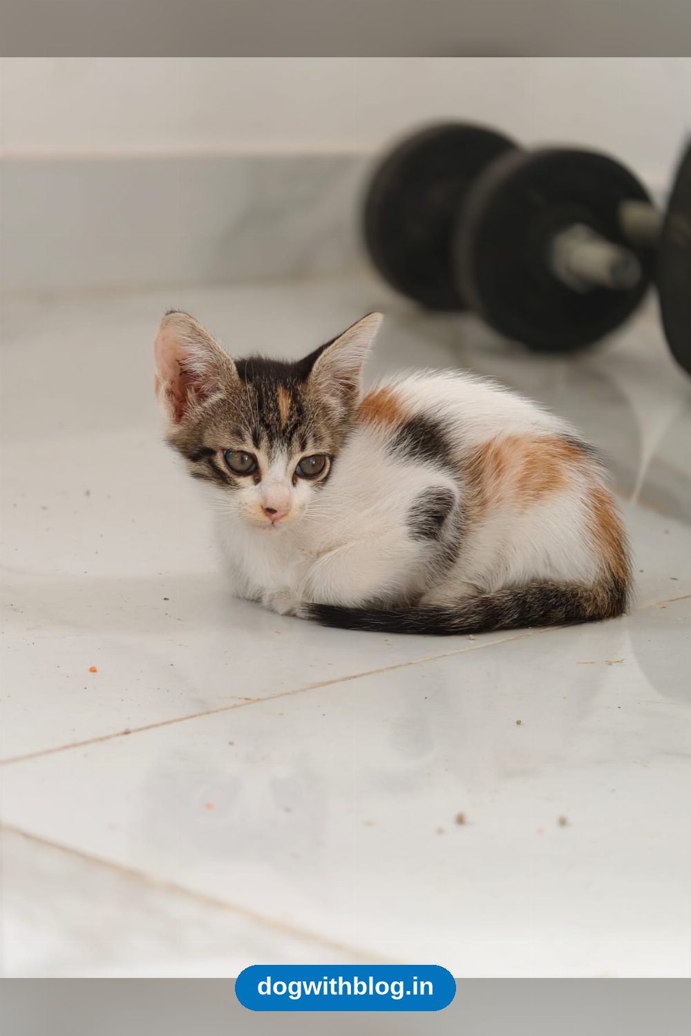 These CSVR Kittens Are Vaccinated, Dewormed and Ready for a Home — Bengaluru