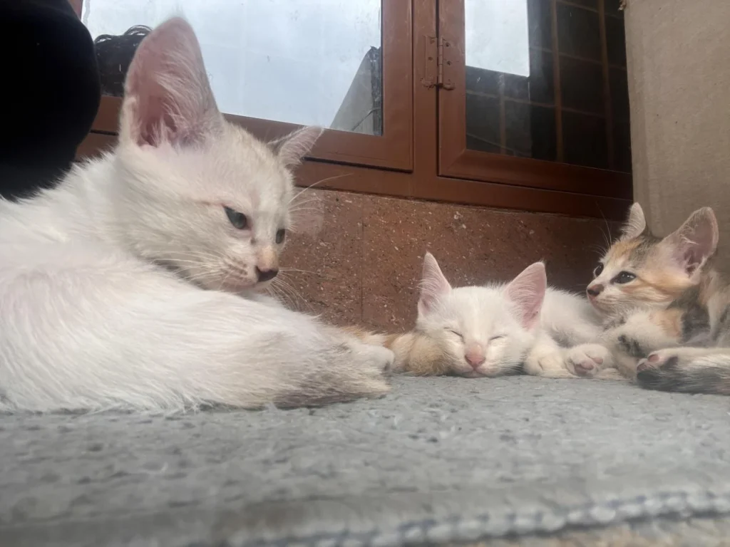 Please help these babies by adopting them - pet in Dehradun