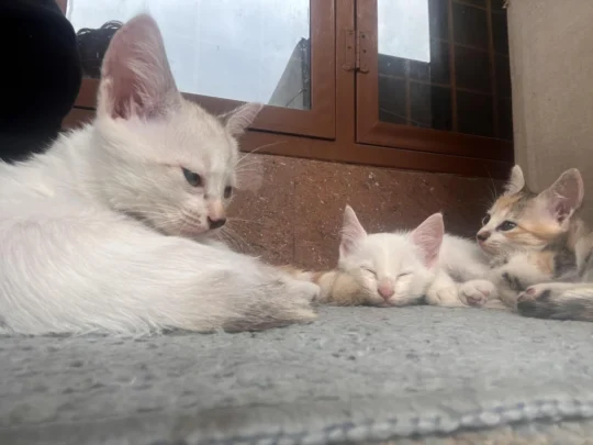 Three 3-Month-Old Kittens Need a Home, adoptable cat in Dehradun