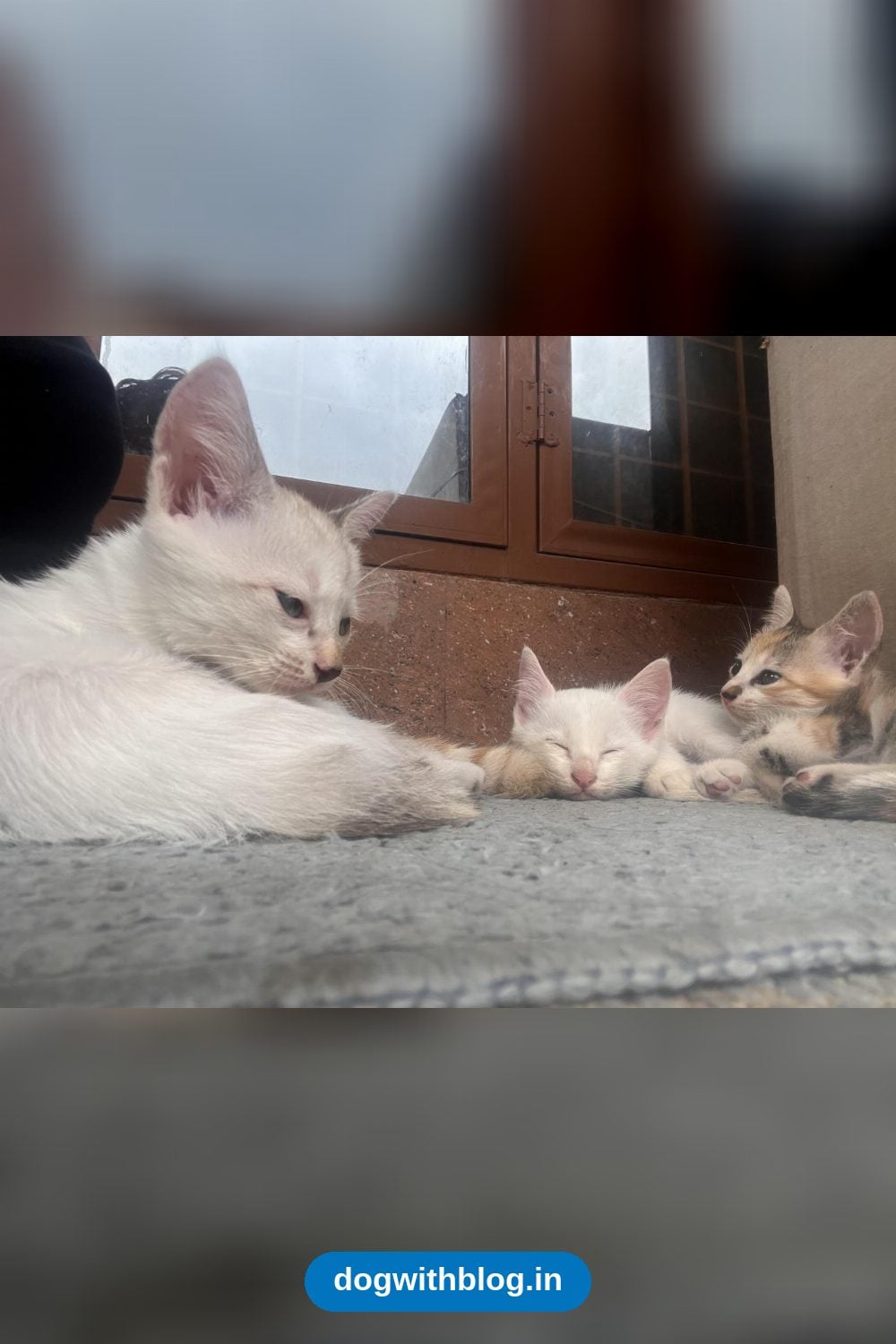 Three 3-Month-Old Kittens Need a Home — Dehradun