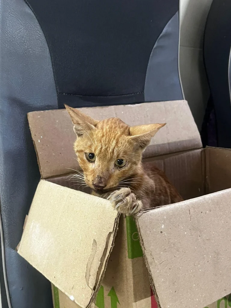 A thin ginger kitten peering out of a torn cardboard box on a car seat, rescued from the street and mid-treatment