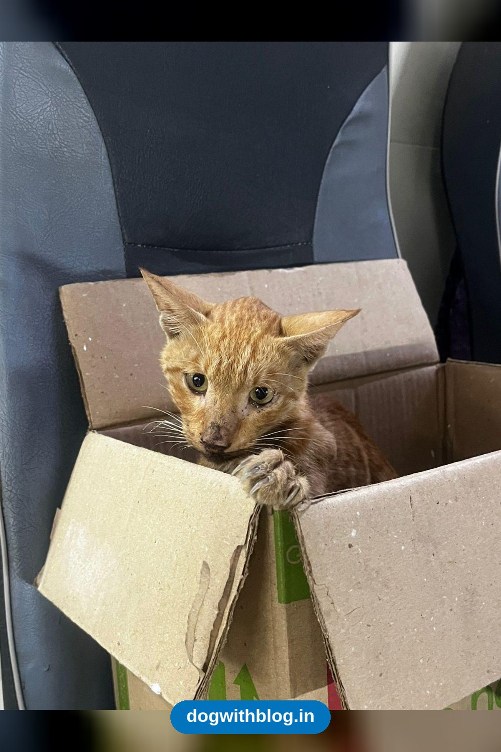 A Rescued Kitten Fighting FPV Needs an Urgent Foster — Delhi NCR