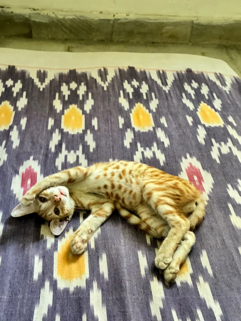 Biri, an orange and white kitten, lying playfully on a patterned rug