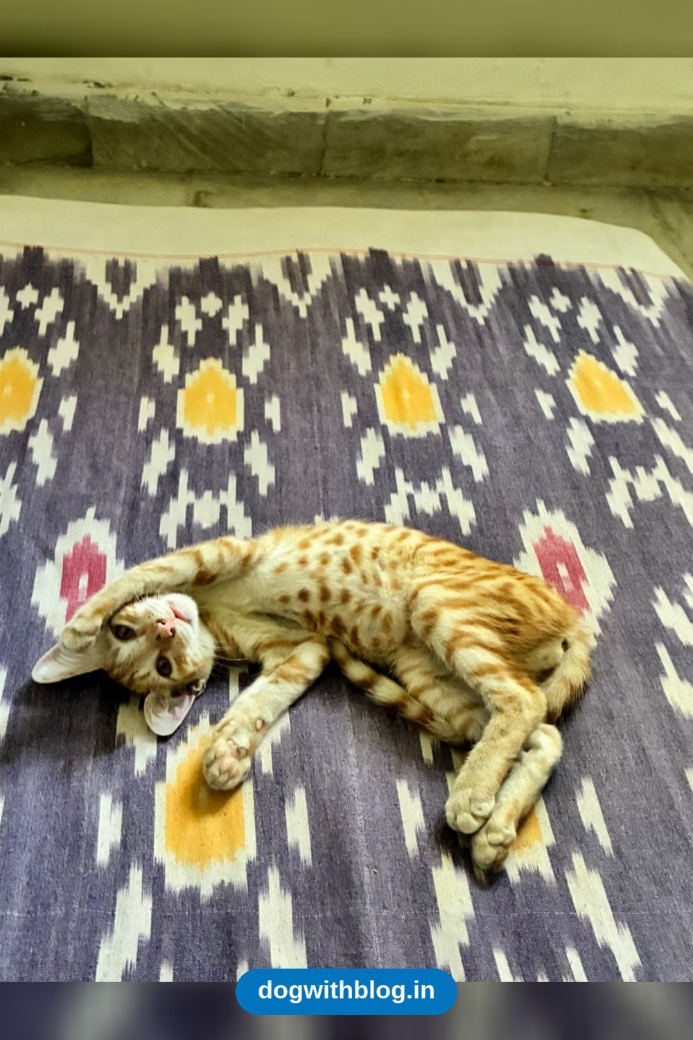 Biri, a 2.5-Month-Old Vaccinated Kitten, Needs a Home — Delhi NCR