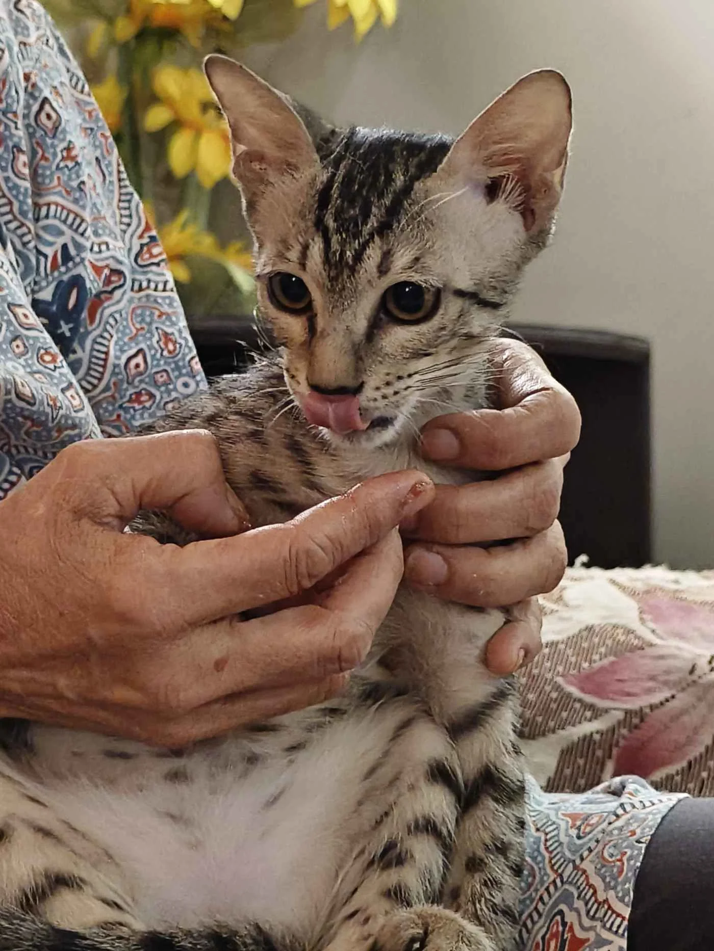 Kaaju, a young cat found tied to a pole in Dwarka, now recovered and photographed indoors, still waiting for adoption in Delhi NCR.