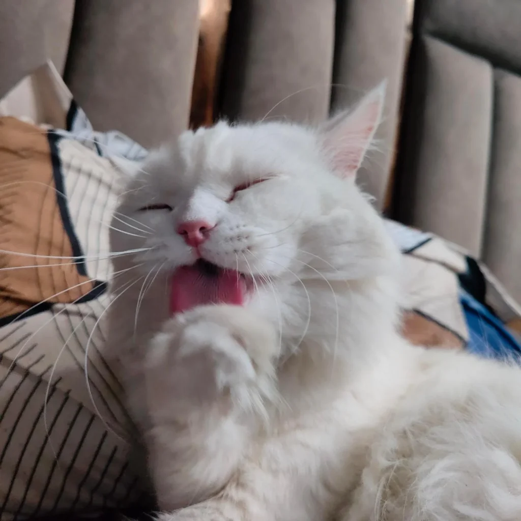 A fluffy white cat mid-groom, licking his paw while resting on a bed