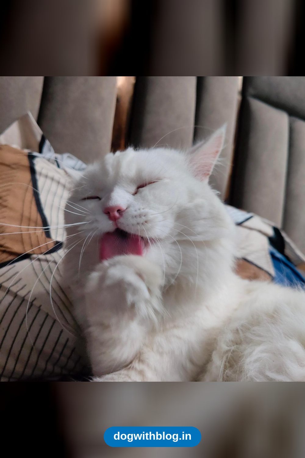 Urgent: Male Cat Needs Rehoming Before His Family Gives Him to a Breeder