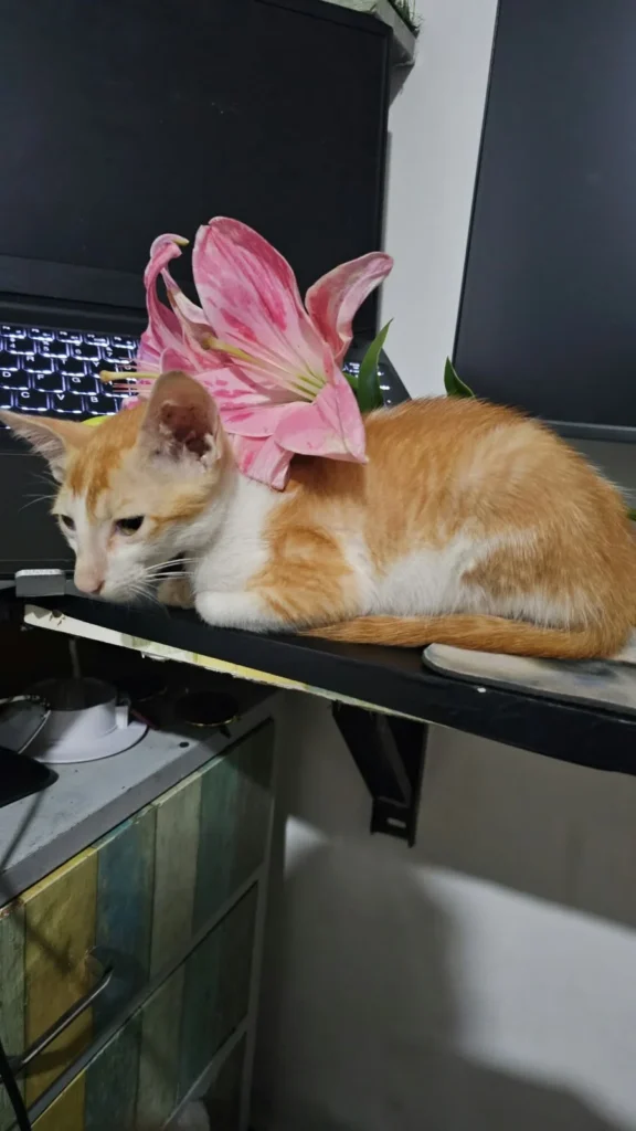 Adoption Appeal — 2-MONTH-OLD MALE Kitten- (Mehrauli) - kitten in Delhi NCR