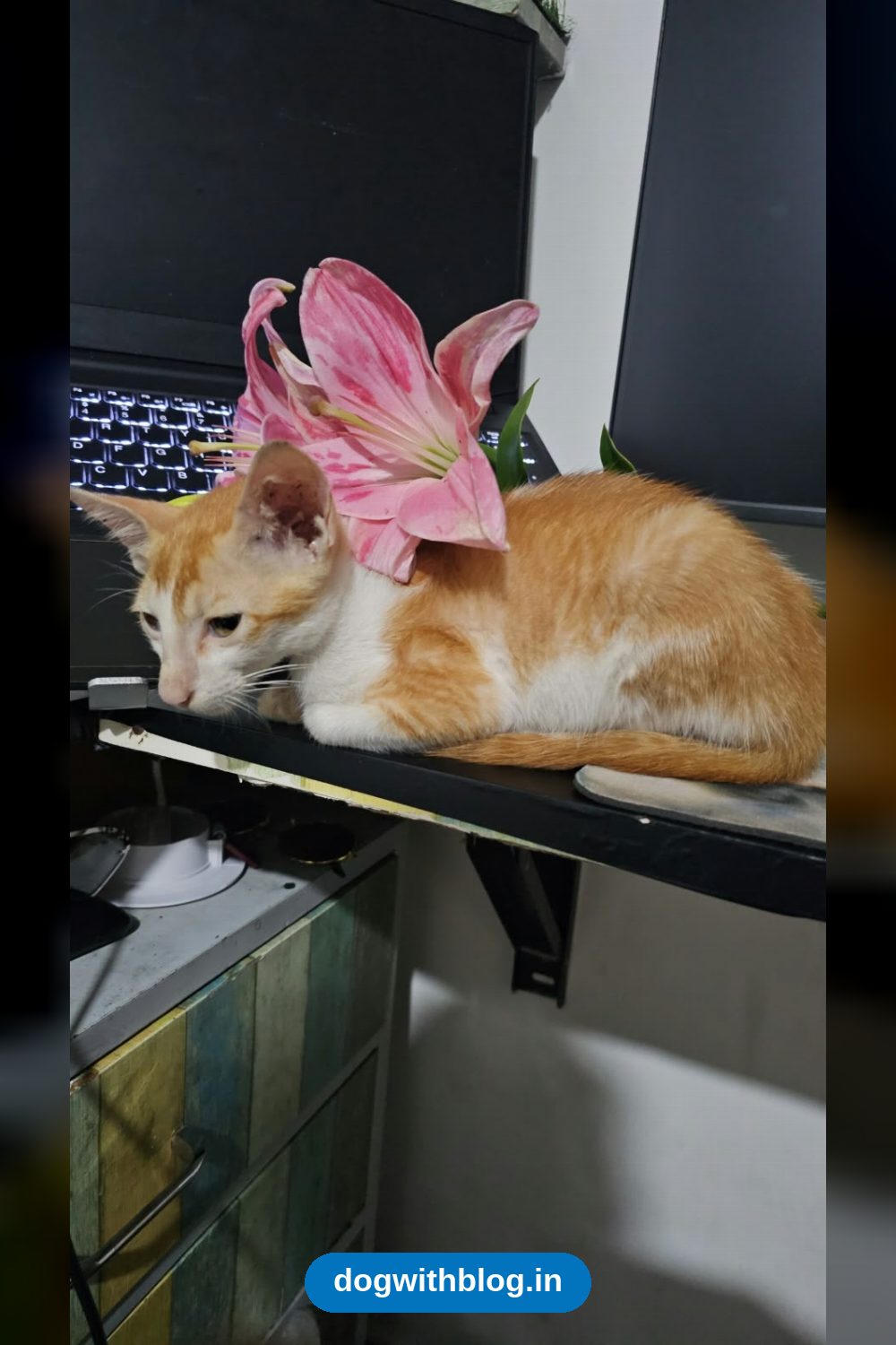 A Two-Month-Old Mehrauli Kitten Is Looking for a Home — Delhi NCR