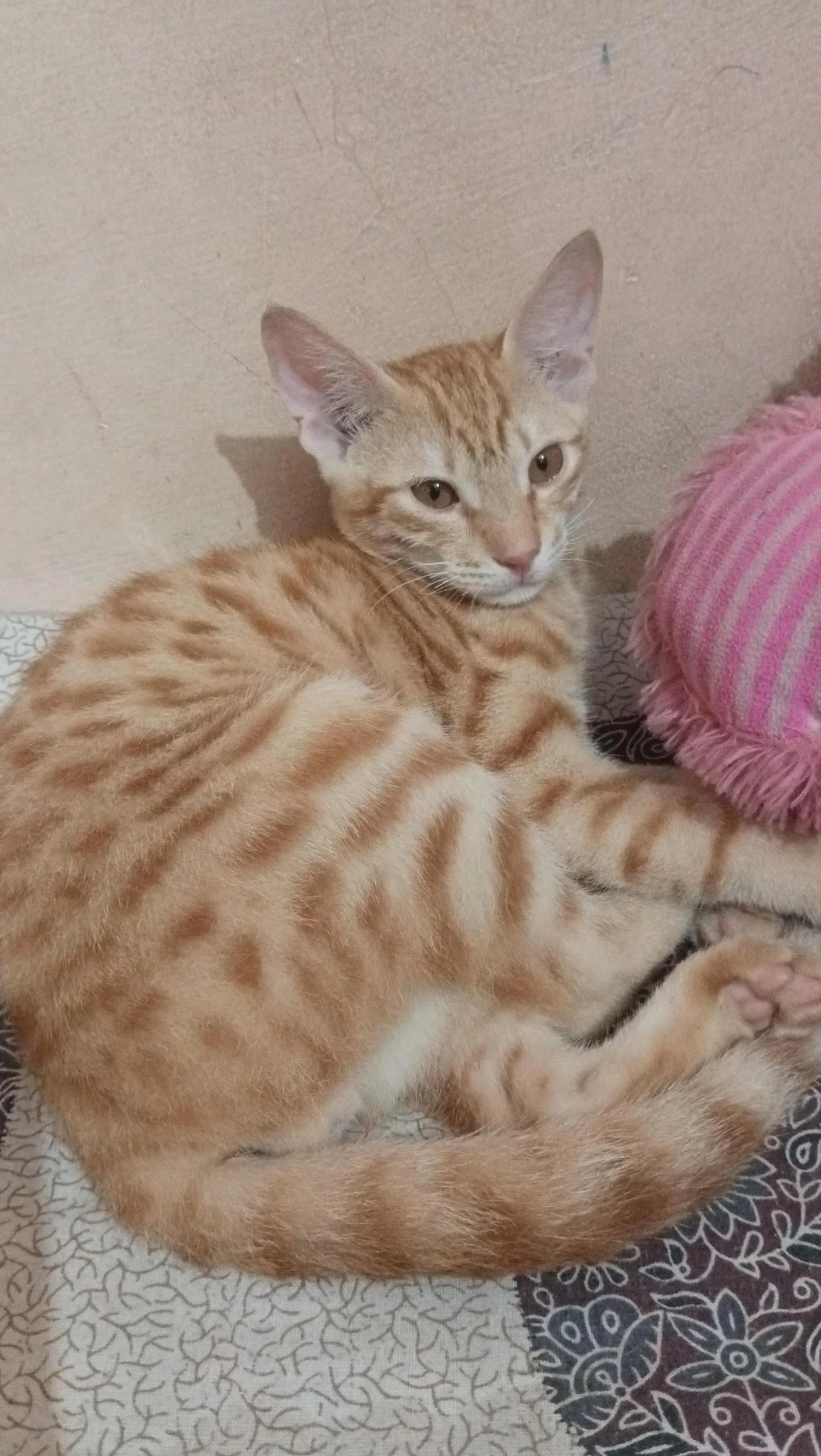 Tuffy, a 3-Month-Old Kitten Looking for a Home in Palam in Delhi NCR