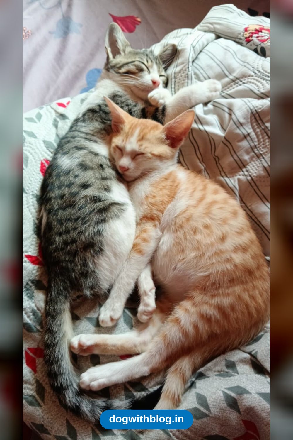 Poppy and Pepper, Bonded Brothers Found in a Box in Whitefield in Bengaluru