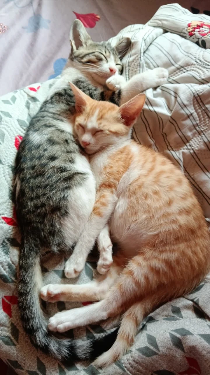 Poppy and Pepper, Bonded Brothers Found in a Box in Whitefield in Bengaluru