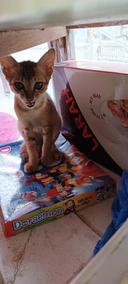 Small Kitten Abandoned by His Mother Needs a Home, adoptable cat in Guwahati