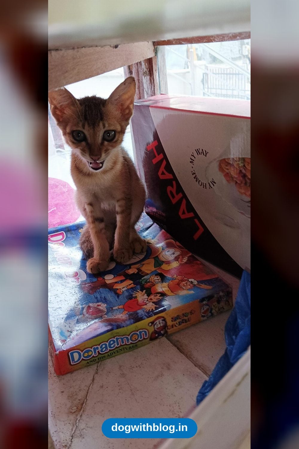Small Kitten Abandoned by His Mother Needs a Home — Guwahati