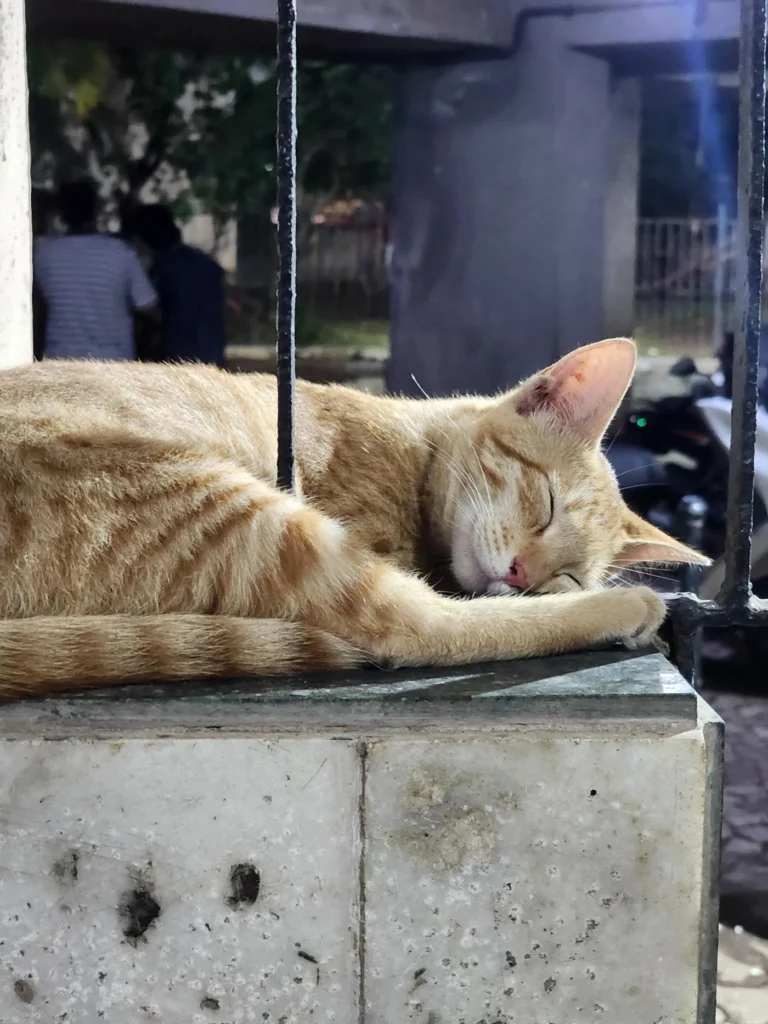 Urgent Adoption Appeal (Mumbai) - pet in Mumbai
