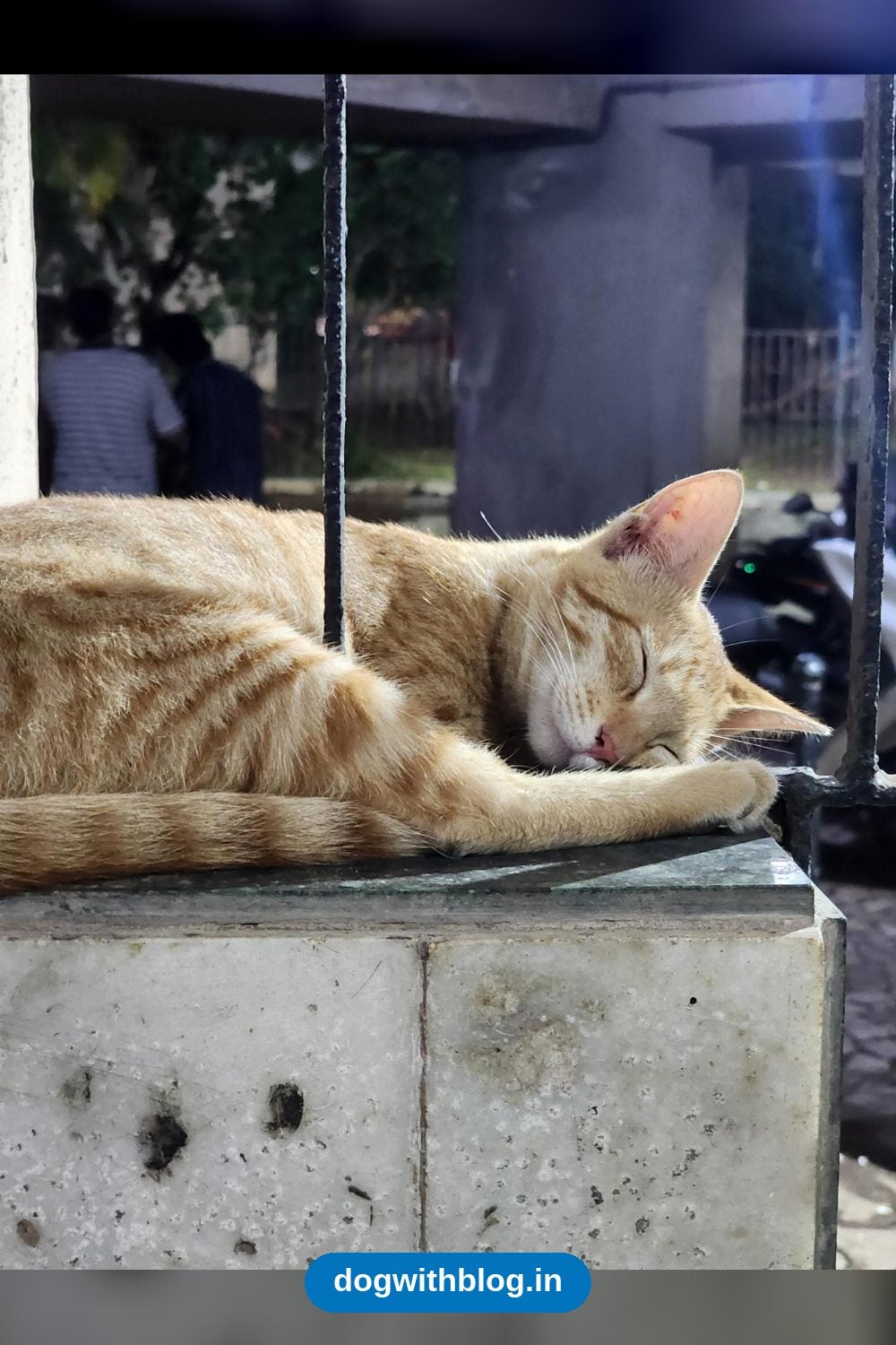 A Bonded Pair of Kittens Has Been Waiting Two Months for a Home — Mumbai