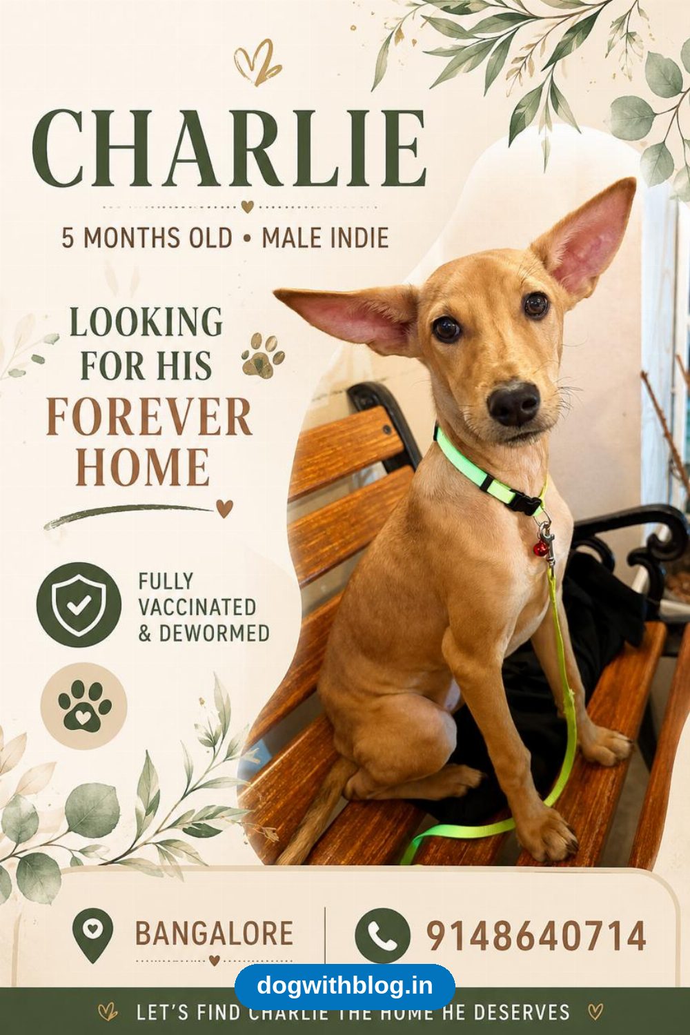 Charlie, a Five-Month-Old Male Indie, Needs a Home — Bengaluru