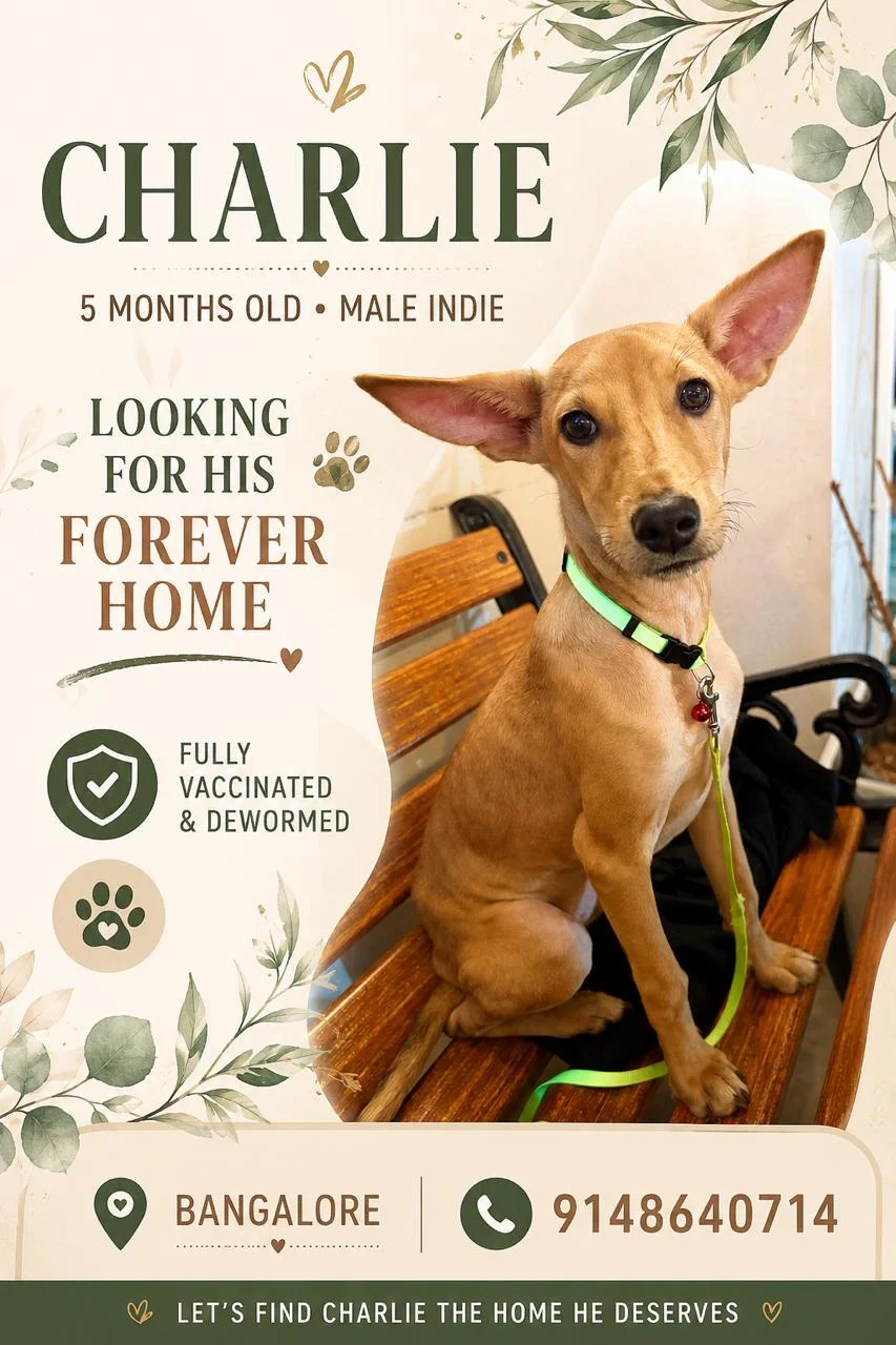 Charlie, a Five-Month-Old Male Indie, Needs a Home — Bengaluru