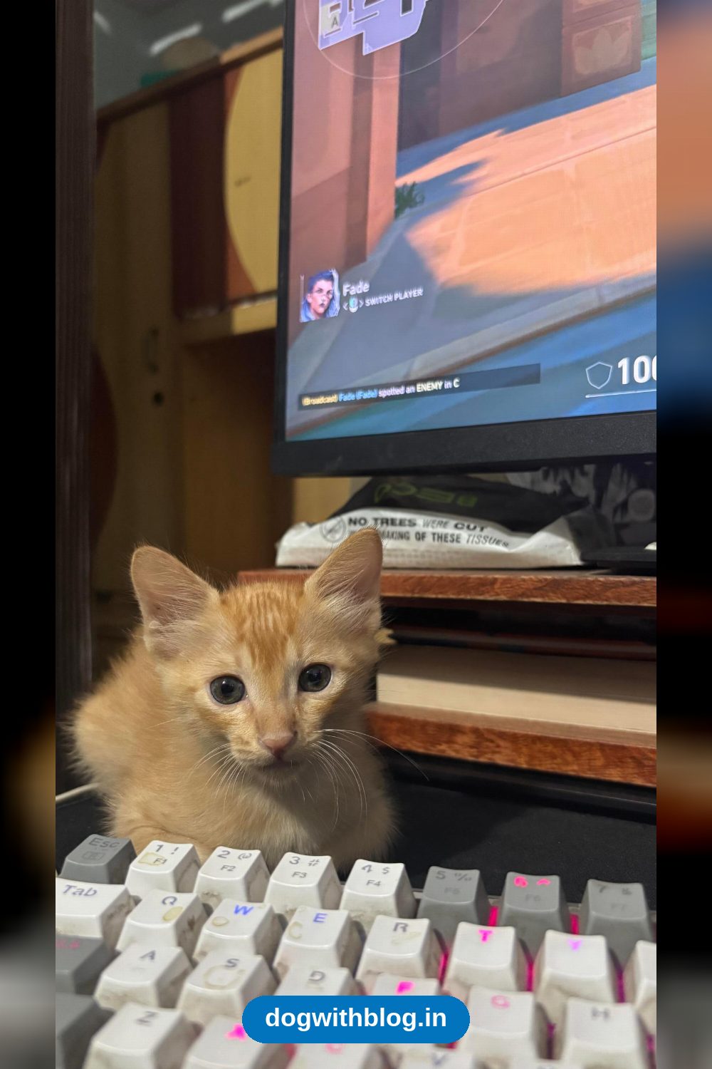 Two 6-week-old female kittens for adoption in Pitampura — Delhi NCR