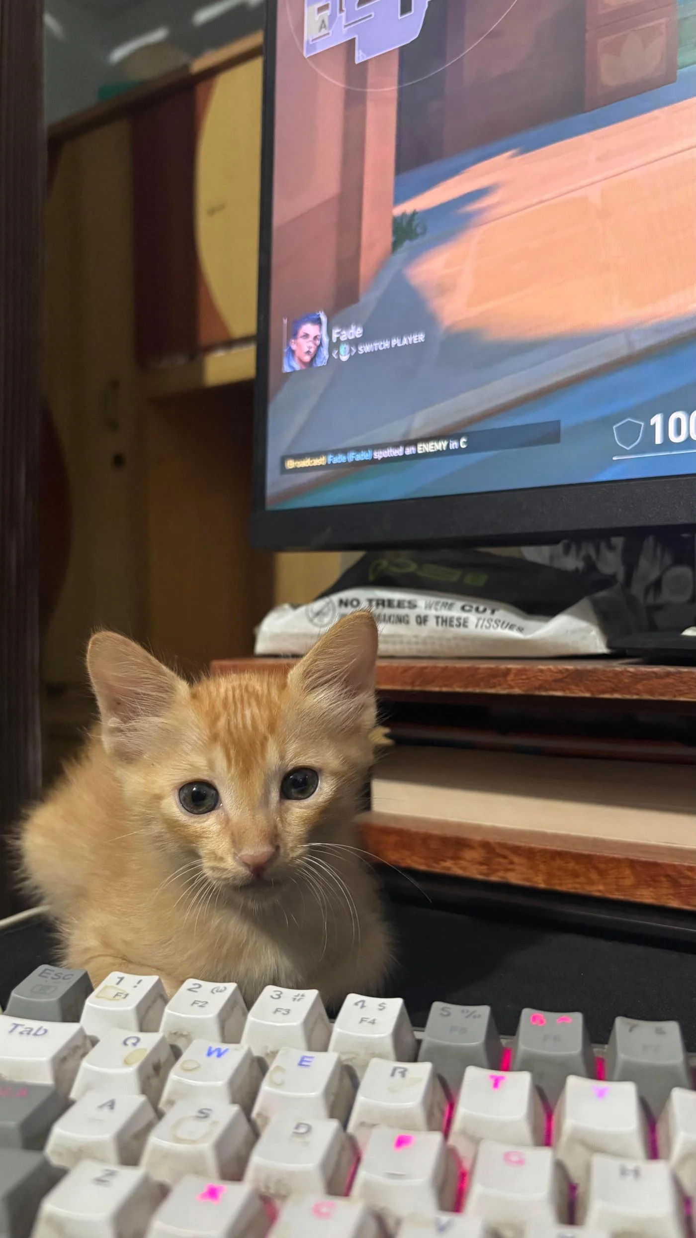 Two 6-week-old female kittens for adoption in Pitampura in Delhi NCR